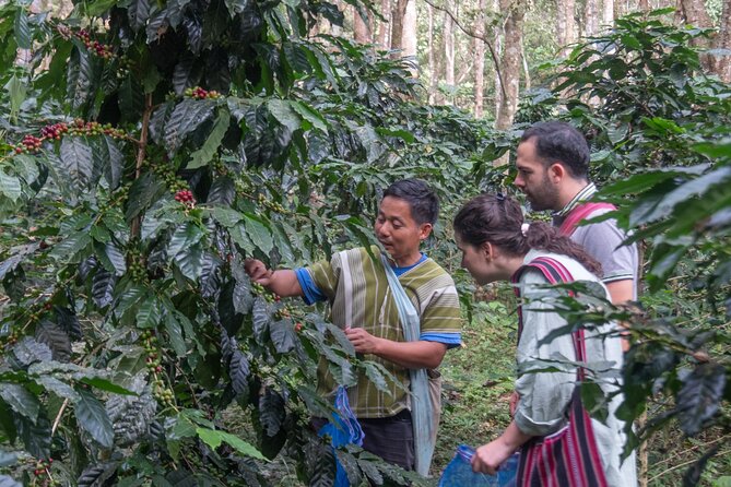 Off the Map Chiang Mai Jungle Coffee Trek Roast and Brew - V60 pour-over workshop, then take-home beans
