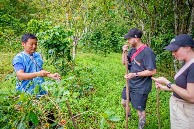 Off the Map Chiang Mai Jungle Coffee Trek Roast and Brew - Planting a coffee tree: more than a photo moment