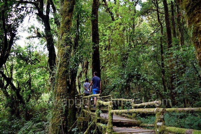 One day Doi Inthanon National Park & Trekking on Kew Mae Pan - Key highlights you will feel on the ground