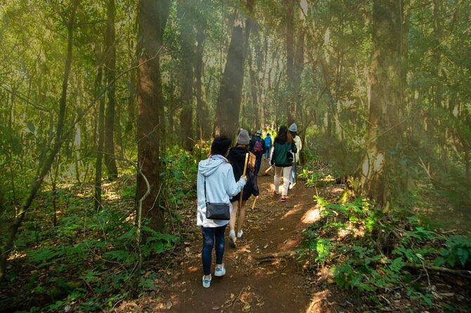 One day Doi Inthanon & Trekking at Pha Dok Siew - Guide Toy, attentive pacing, and why small-group matters on a full-day tour