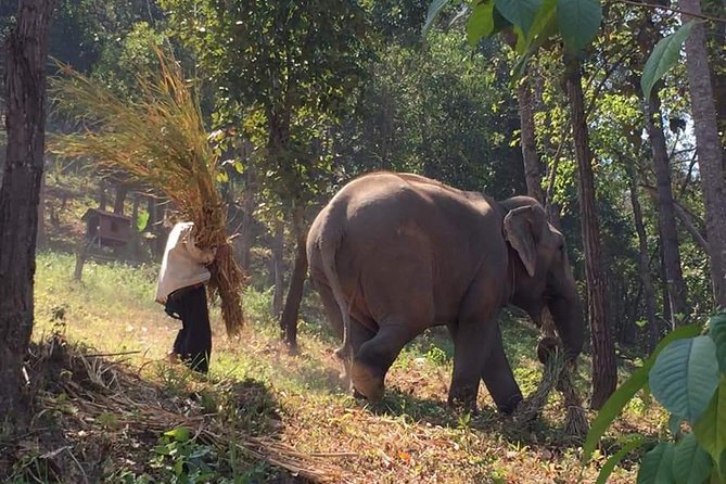 One day Elephants in Nature Experience & Grand Canyon Jumping - Key Highlights for Elephants and Grand Canyon Chiang Mai Jumping