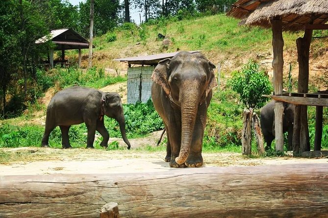 One day Elephants in Nature Experience & Grand Canyon Jumping - Grand Canyon Chiang Mai: Your 5-Hour Ticketed Break