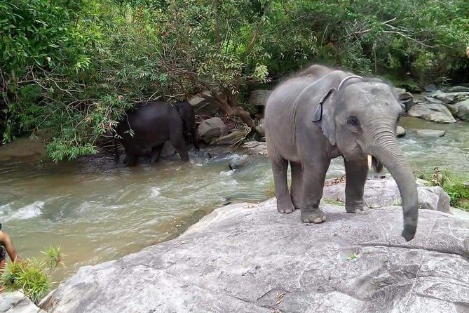 One day Elephants in Nature Experience & Grand Canyon Jumping - Practical Tips to Bring Home the Best Experience