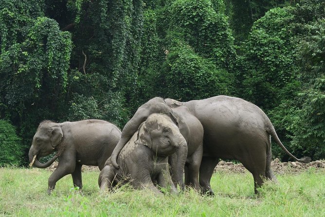 One Day Hiking and Elephant experience by Chiang Mai Elephant Home - The 2-Hour Jungle Hike to Waterfalls (Swimsuit Required)