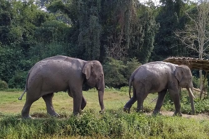 One Day Hiking and Elephant experience by Chiang Mai Elephant Home - Elephant Home Visit: Uniforms, Carers, and Close Interaction