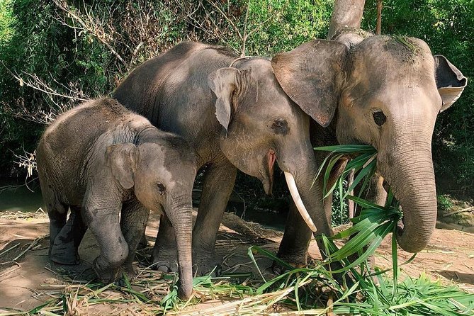 One Day Hiking and Elephant experience by Chiang Mai Elephant Home - Price and What’s Included, Plus Possible Extra Costs