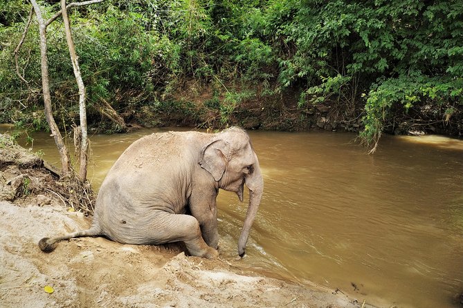 One Day Hiking and Elephant experience by Chiang Mai Elephant Home - Should You Book This One-Day Elephant and Hiking Tour?