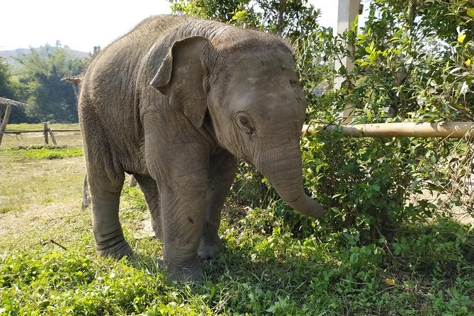 One Day Hiking and Elephant experience by Chiang Mai Elephant Home - Bamboo Rafting for About an Hour, Then Right Into the Trail