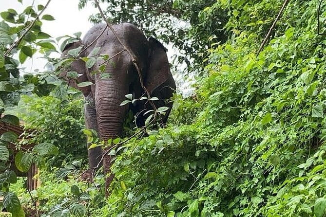 One Day Sticky Waterfall, White Water Rafting,Elephants Sanctuary - Small-group logistics: what makes the day smoother