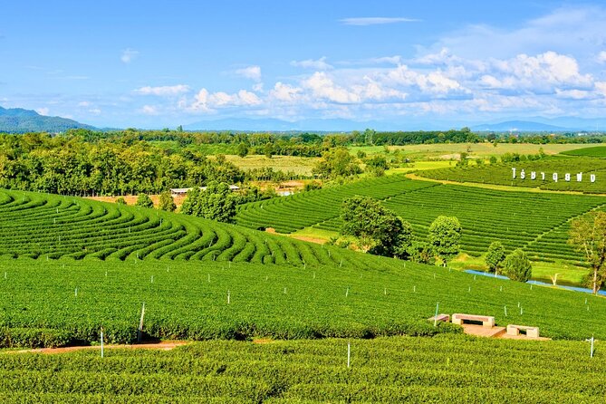 Private Chiang Rai Day Trip with Golden Triangle from Chiang Mai - Choui Fong Tea Plantation: a calm pause with mountain views and tea tasting