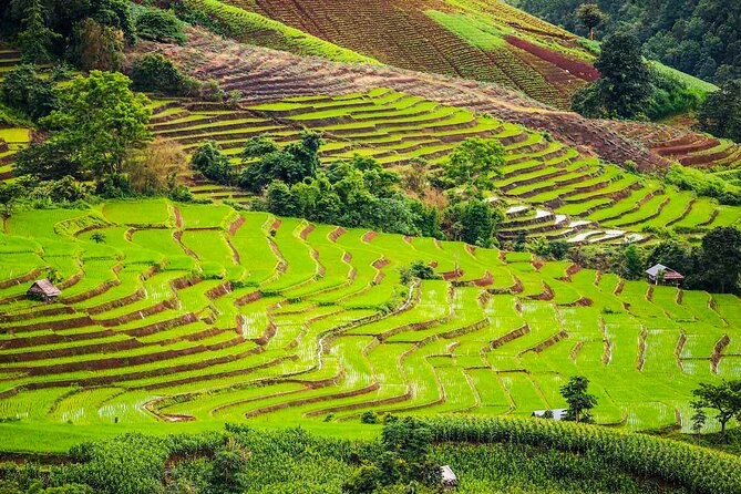 Private Program Discovery Chiang Mai - Half/Full day / Night tour - Night market time: Night Bazaar vs Tha Pae Walking Street