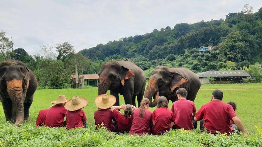 Rantong elephant sanctuary Chiangmai - Entering camp life: rescue mission meets real elephant behavior