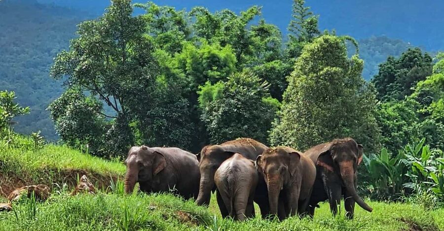 Rantong elephant sanctuary Chiangmai - No horseback riding: the practical ethical difference