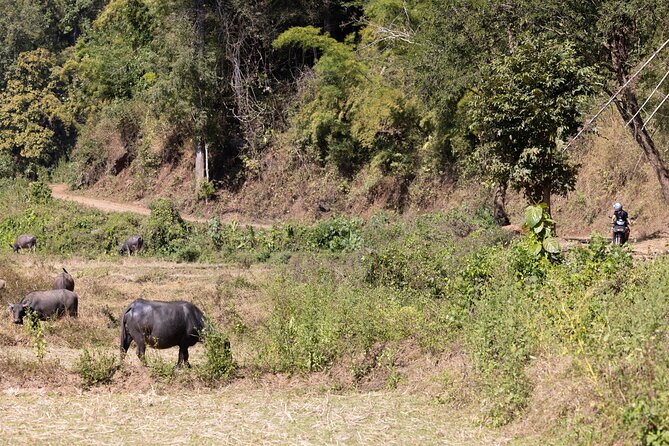Scooter Adventure with elephants, views and FUN drive yourself - Elephant Fun Farm Chiangmai: what the hour feels like