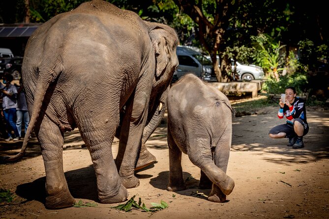 Scooter Adventure with elephants, views and FUN drive yourself - Your guides and the small-group feel