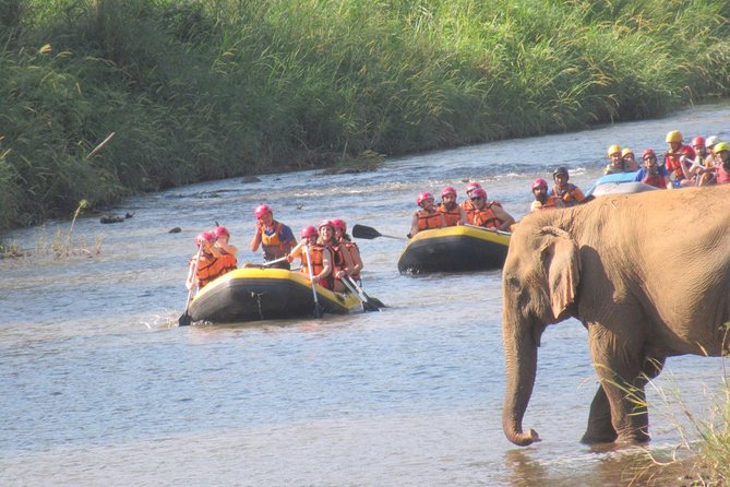 Top Pick - Full or Half Day @Elephant in Wild Sanctuary ChiangMai - Food prep, clothes changes, and the hands-on moments