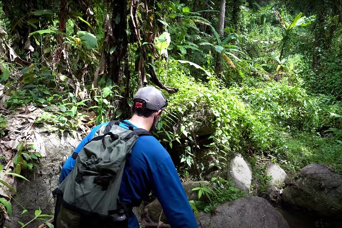 Trek to a Jungle Waterfall - The Jungle Walk: 1.6 km of Trail, Plants, and Good Pace